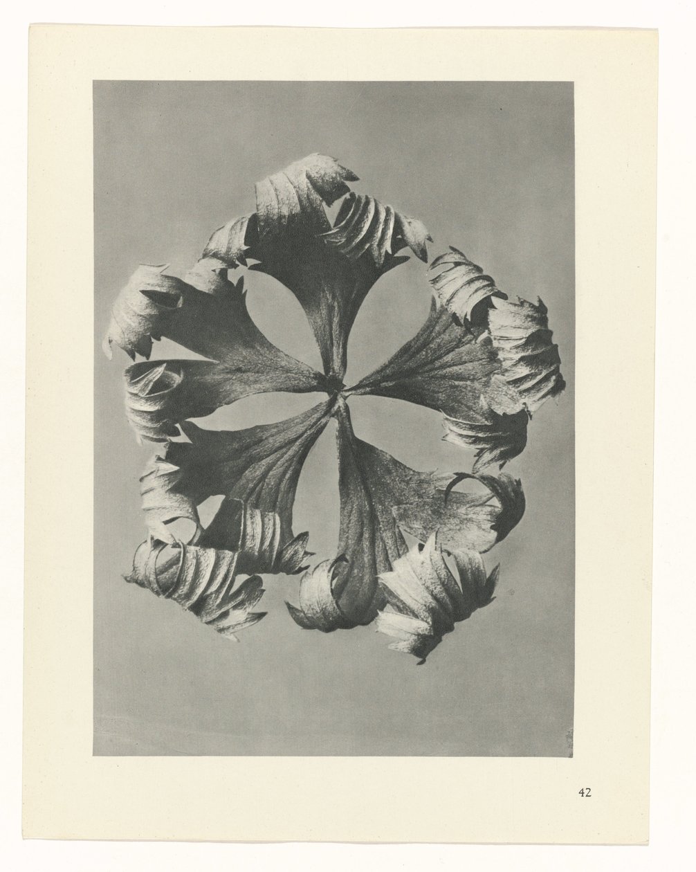 plánovat studii Archetypy umění (název série) od Karl Blossfeldt