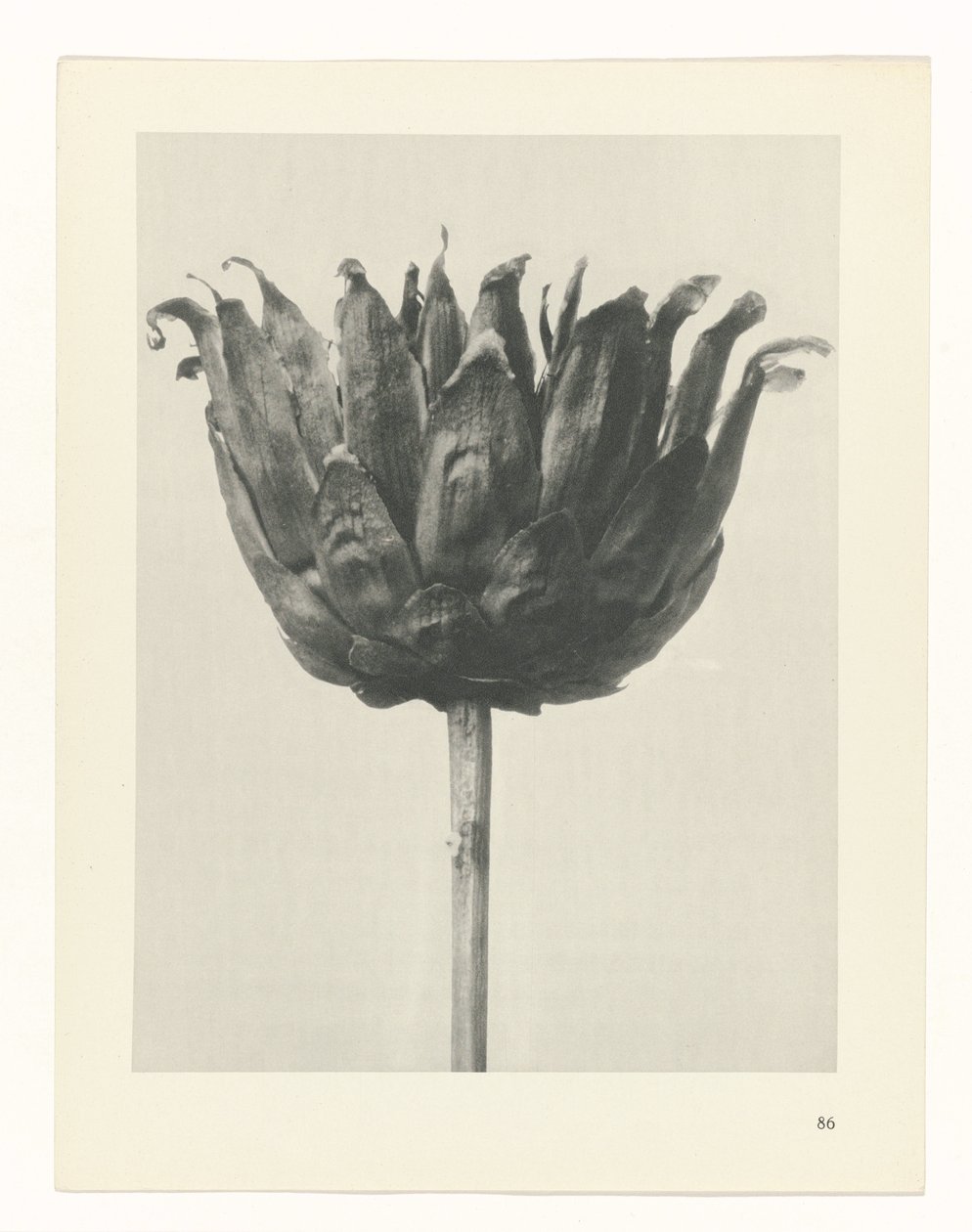 plánovat studii Archetypy umění (název série) od Karl Blossfeldt