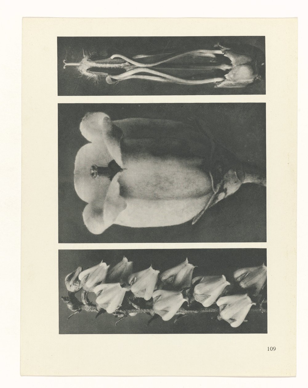plánovat studii Archetypy umění (název série) od Karl Blossfeldt