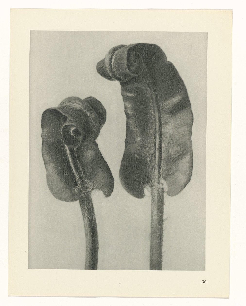 plánovat studii Archetypy umění (název série) od Karl Blossfeldt