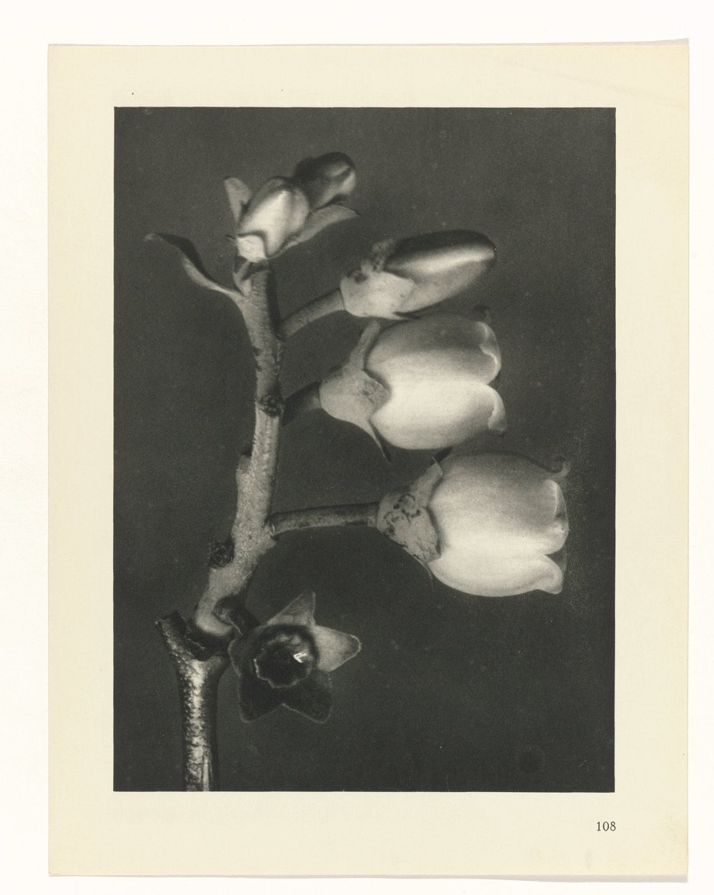 plánovat studii Archetypy umění (název série) od Karl Blossfeldt