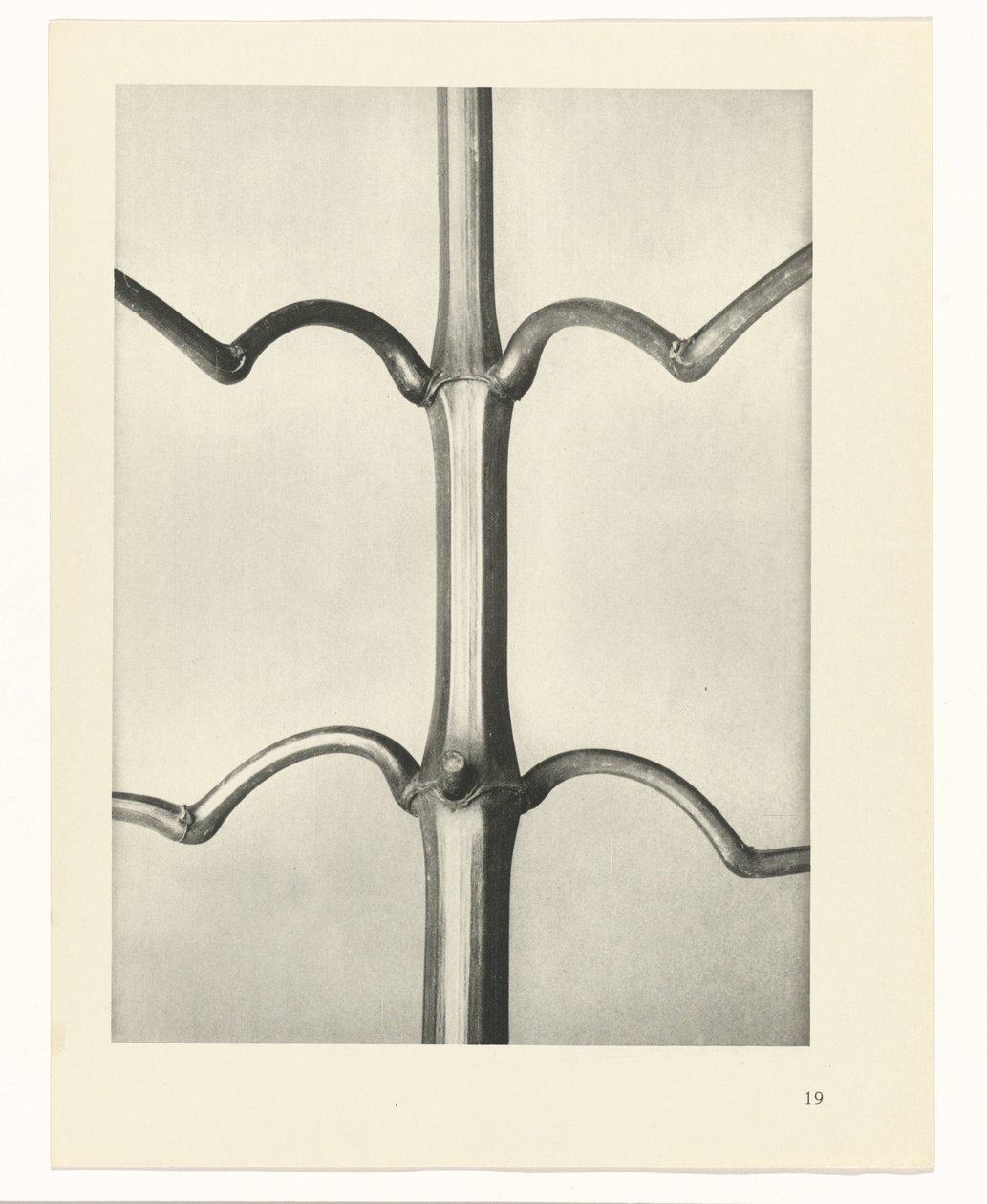 plánovat studii Archetypy umění (název série) od Karl Blossfeldt
