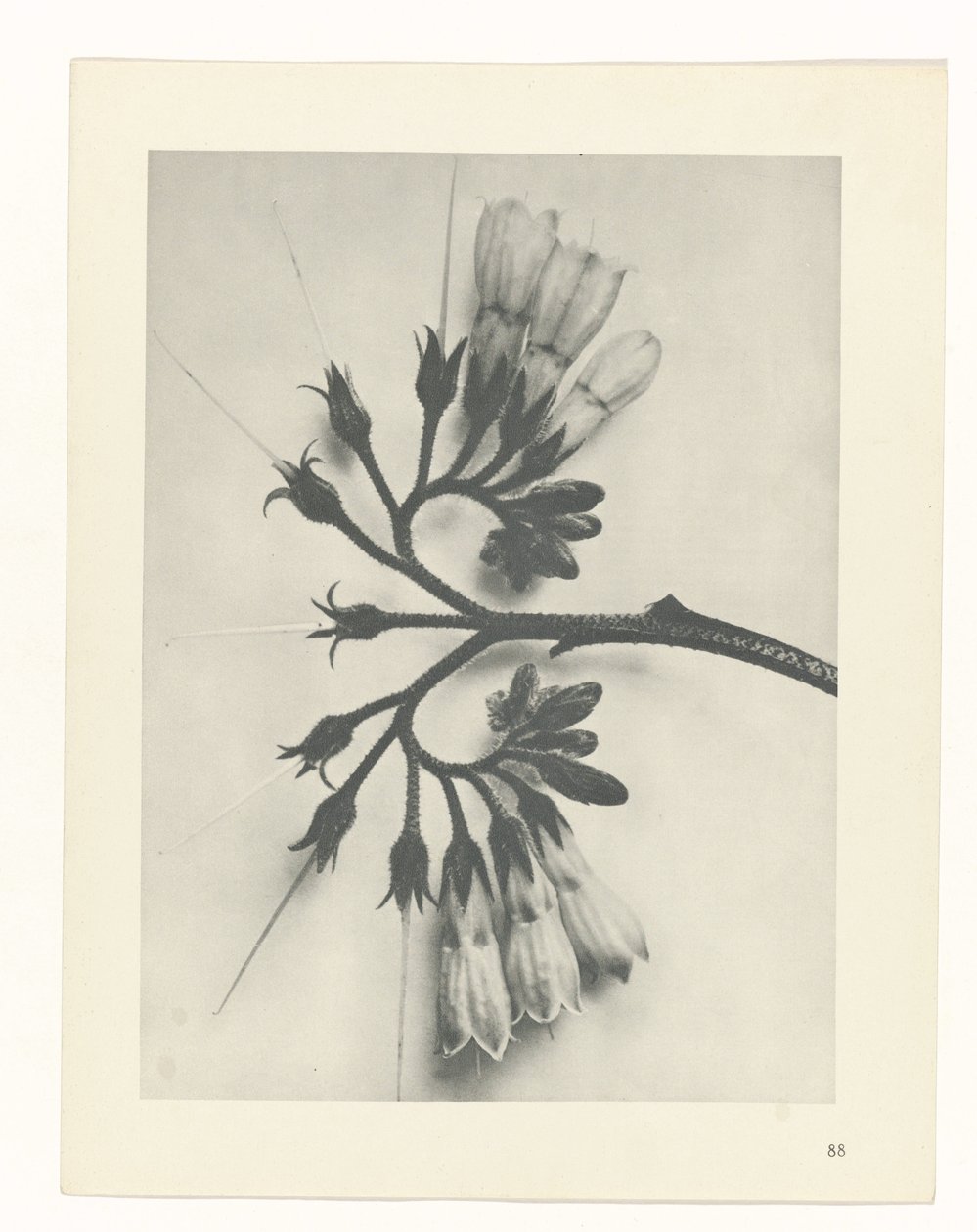 plánovat studii Archetypy umění (název série) od Karl Blossfeldt