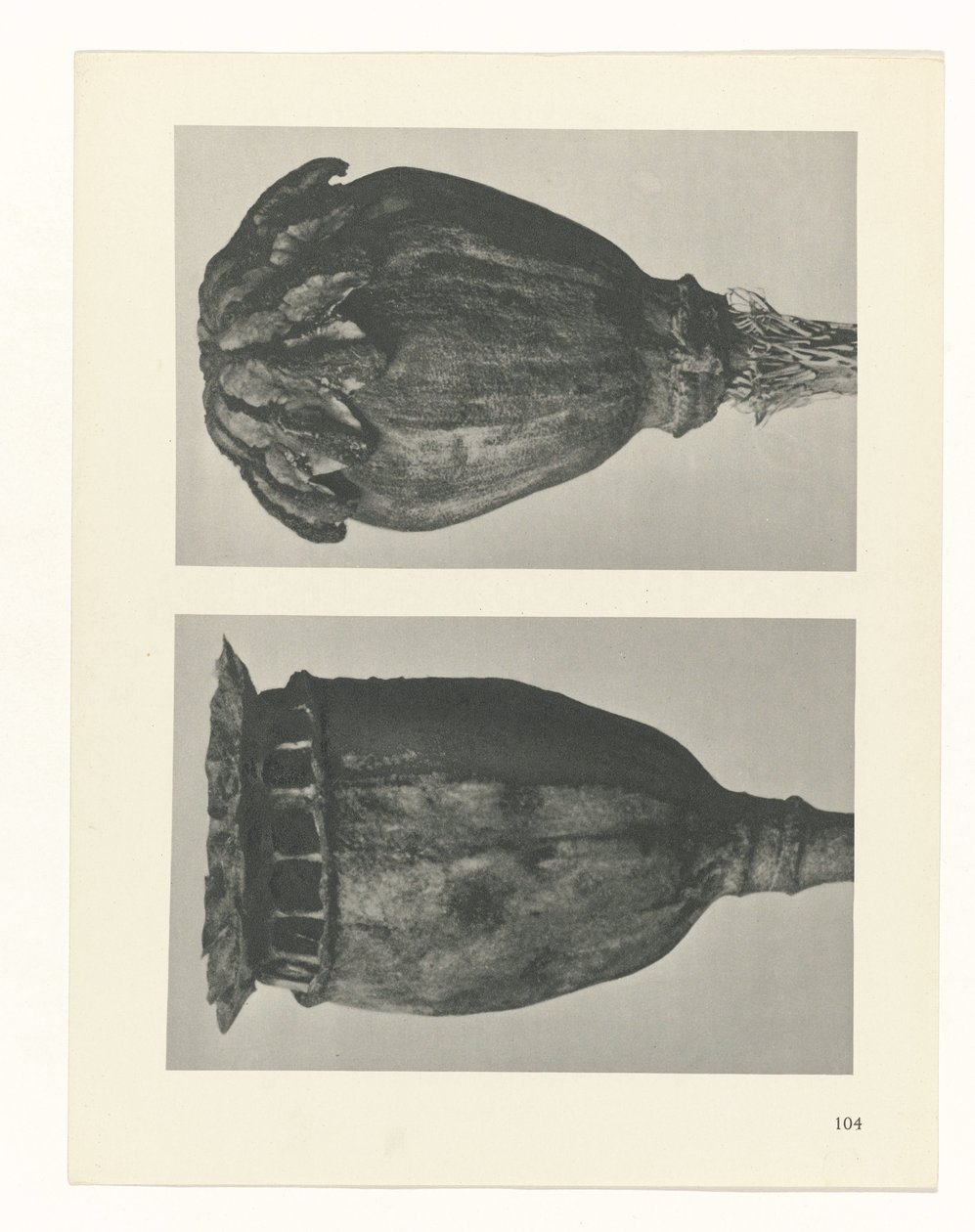 plánovat studii Archetypy umění (název série) od Karl Blossfeldt