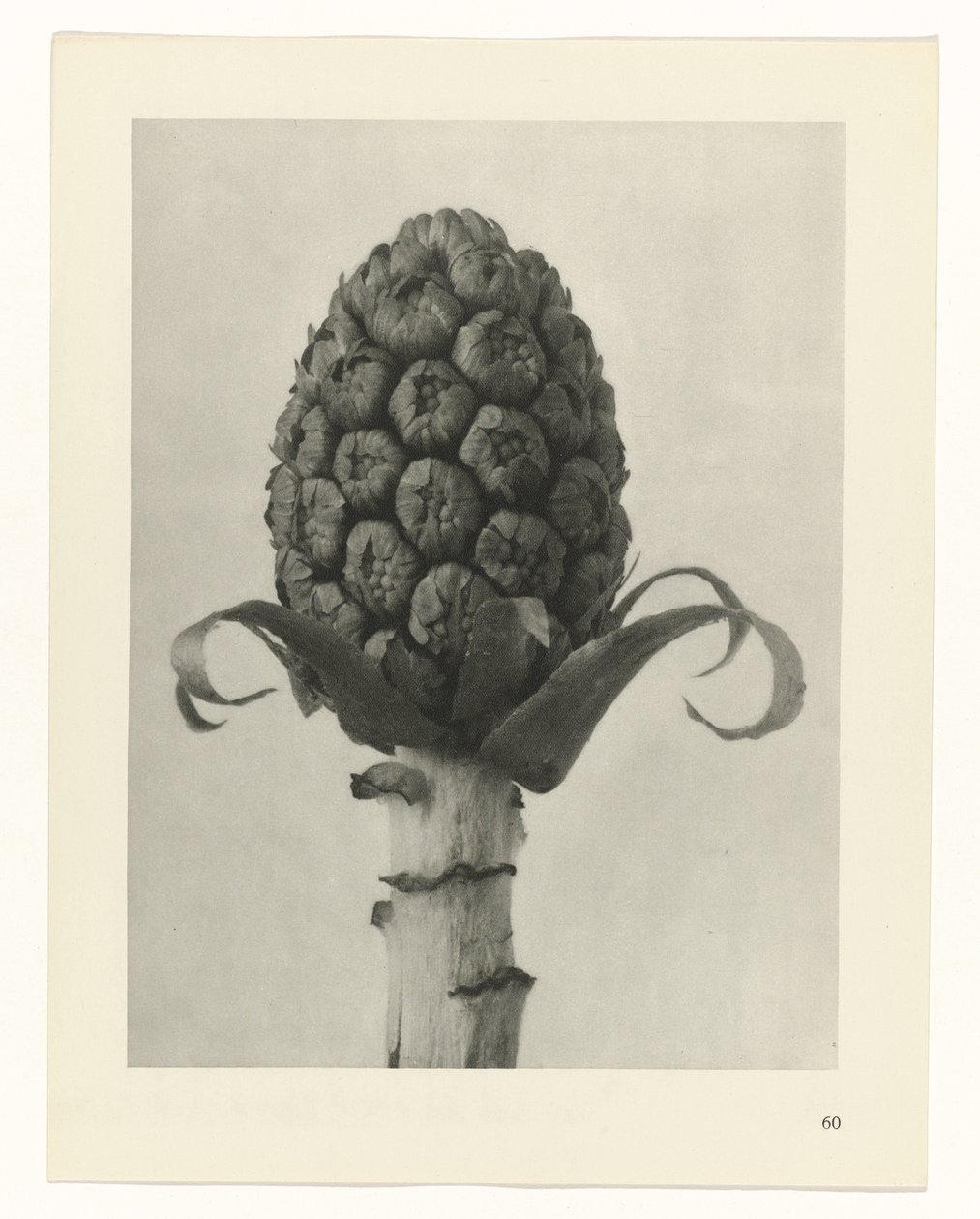 plánovat studii Archetypy umění (název série) od Karl Blossfeldt