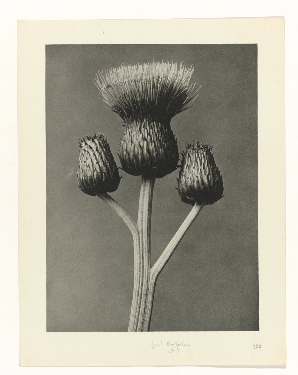 plánovat studii Archetypy umění (název série) od Karl Blossfeldt