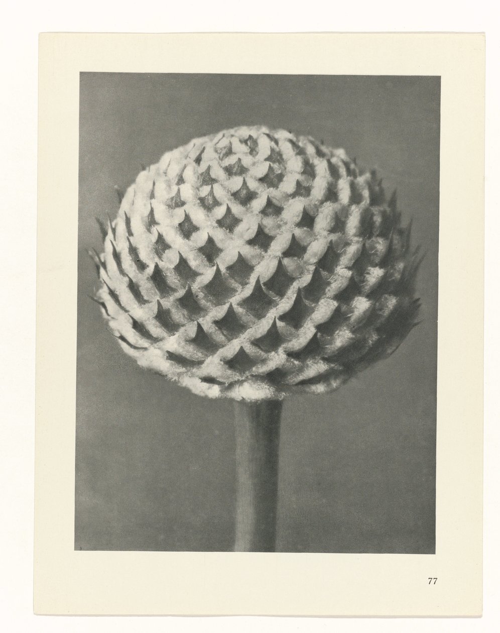 plánovat studii Archetypy umění (název série) od Karl Blossfeldt