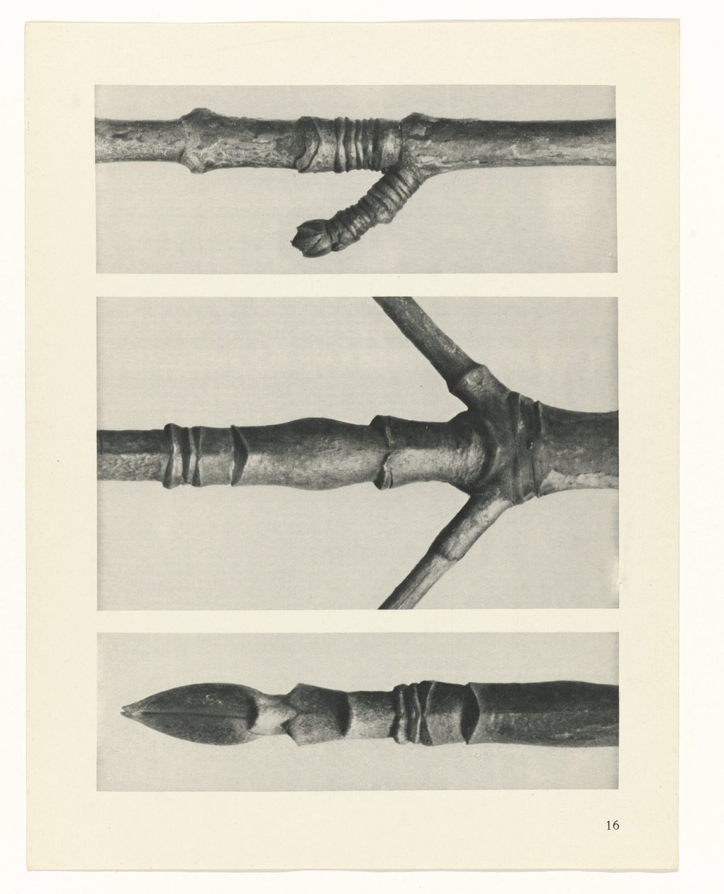 plánovat studii Archetypy umění (název série) od Karl Blossfeldt