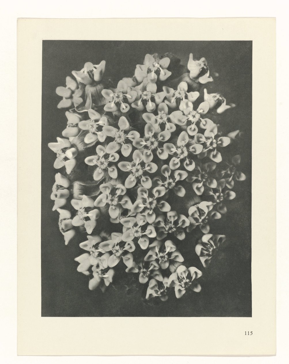 plánovat studii Archetypy umění (název série) od Karl Blossfeldt