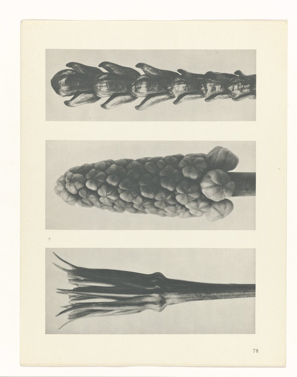 plánovat studii Archetypy umění (název série) od Karl Blossfeldt