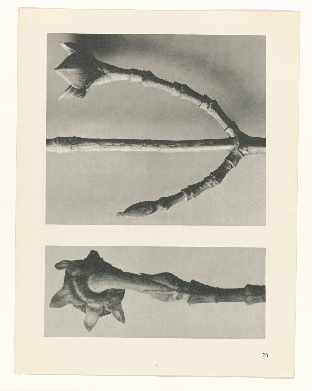 plánovat studii Archetypy umění (název série) od Karl Blossfeldt