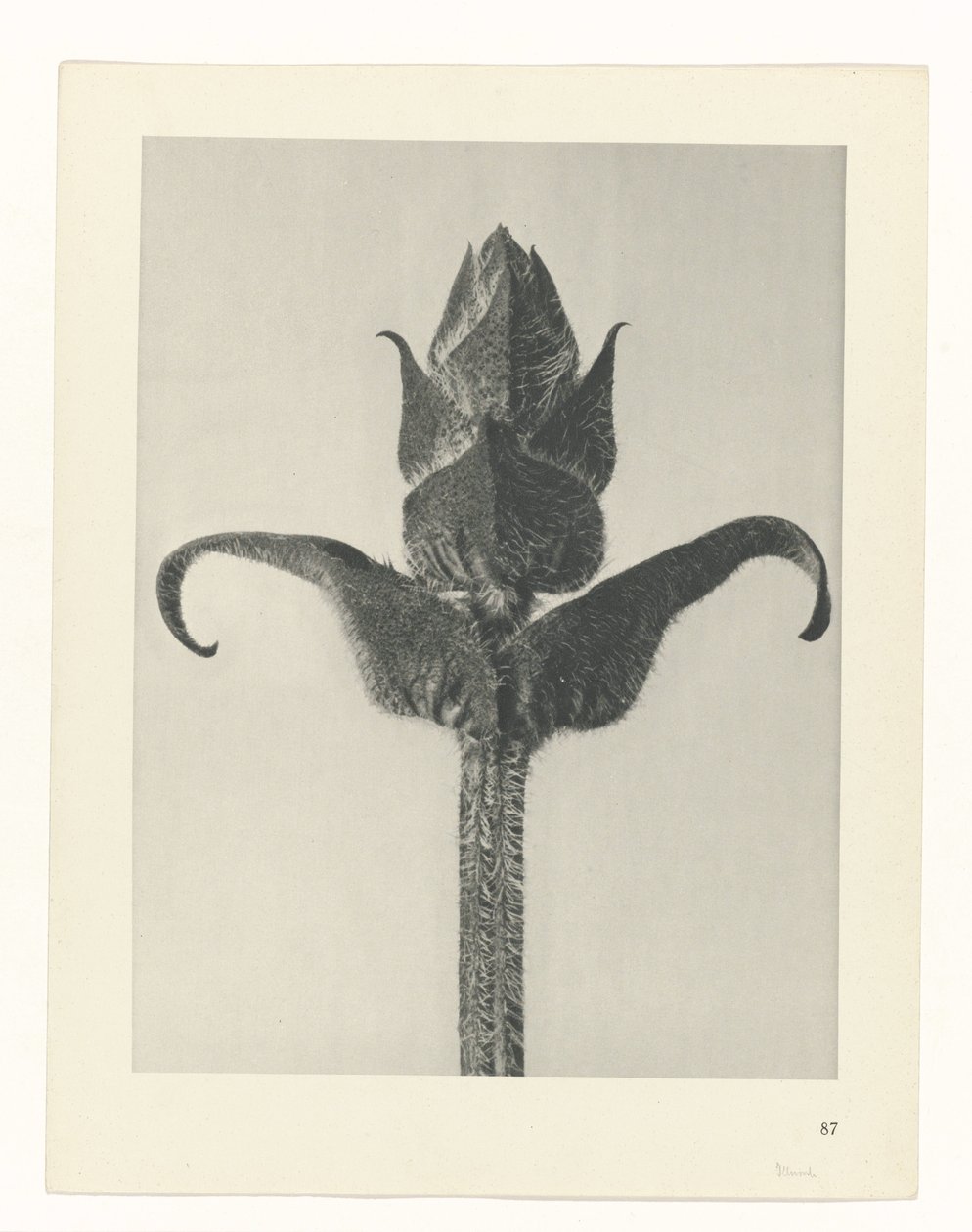 plánovat studii Archetypy umění (název série) od Karl Blossfeldt
