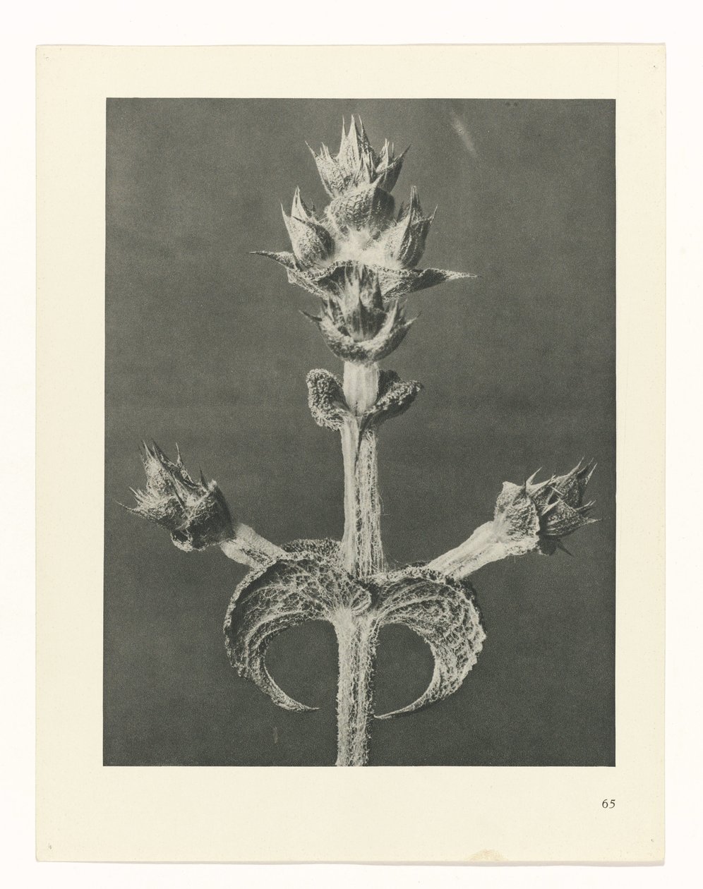 plánovat studii Archetypy umění (název série) od Karl Blossfeldt