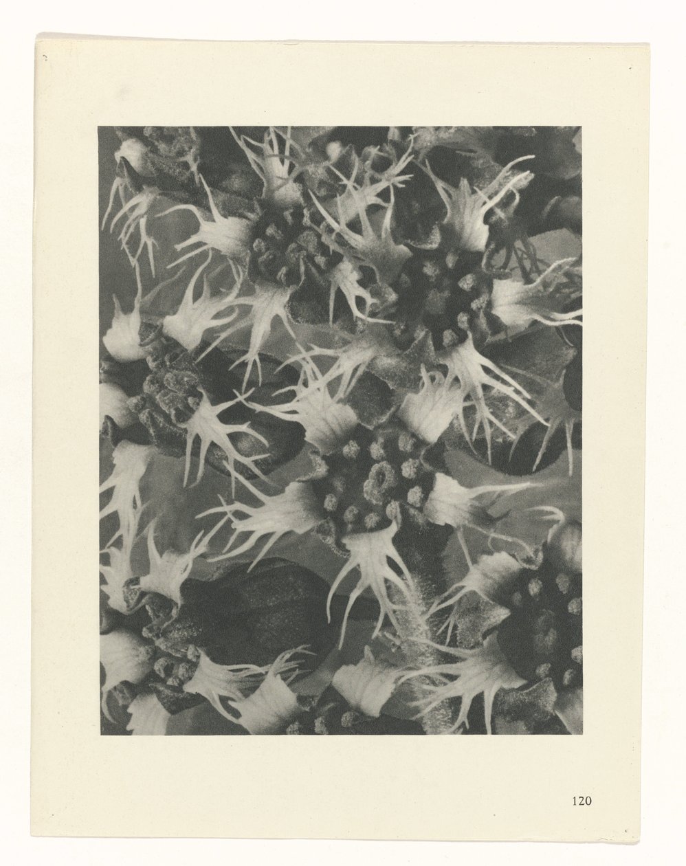 plánovat studii Archetypy umění (název série) od Karl Blossfeldt