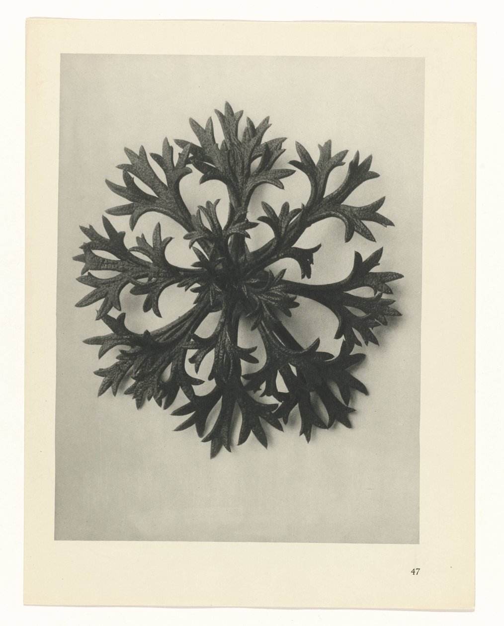 plánovat studii Archetypy umění (název série) od Karl Blossfeldt