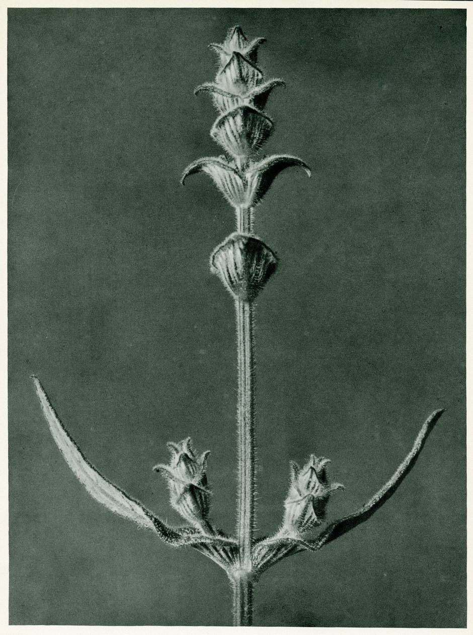 Salvia, 1929 (hlubotisk) od Karl Blossfeldt