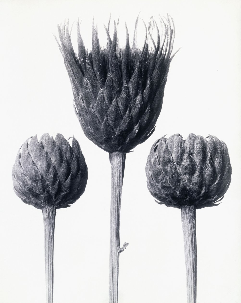 Serratula Nudicaulis (pilatka obecná s obnaženými stonky), kolem roku 1928 (želatinový stříbrný tisk) od Karl Blossfeldt