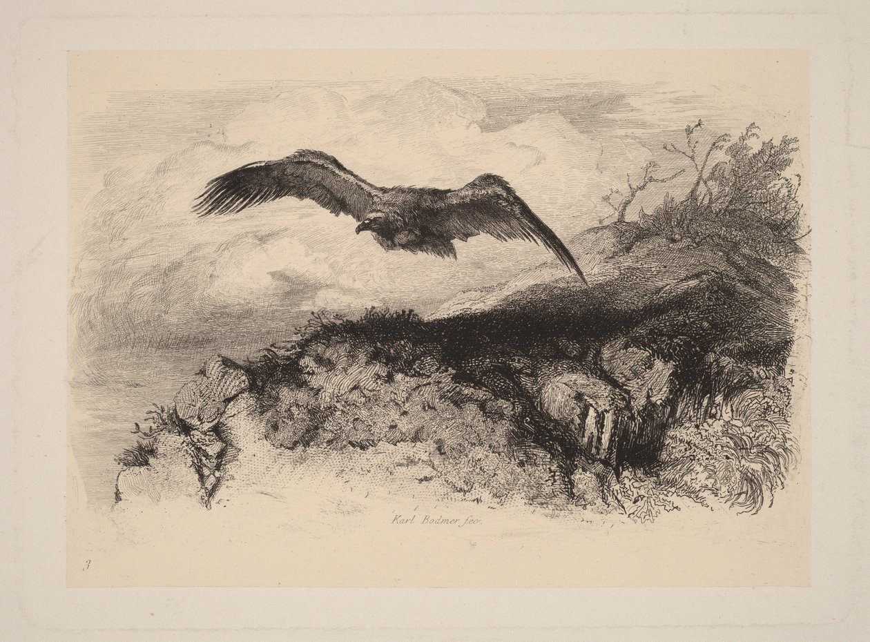 Orel v letu od Karl Bodmer