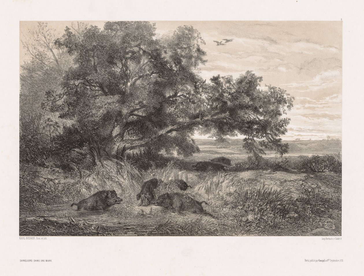 Zvířata a krajina podle přírody: Divoké prase v rybníku, c. 1850. od Karl Bodmer