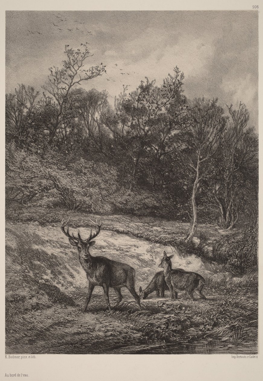 U vody od Karl Bodmer