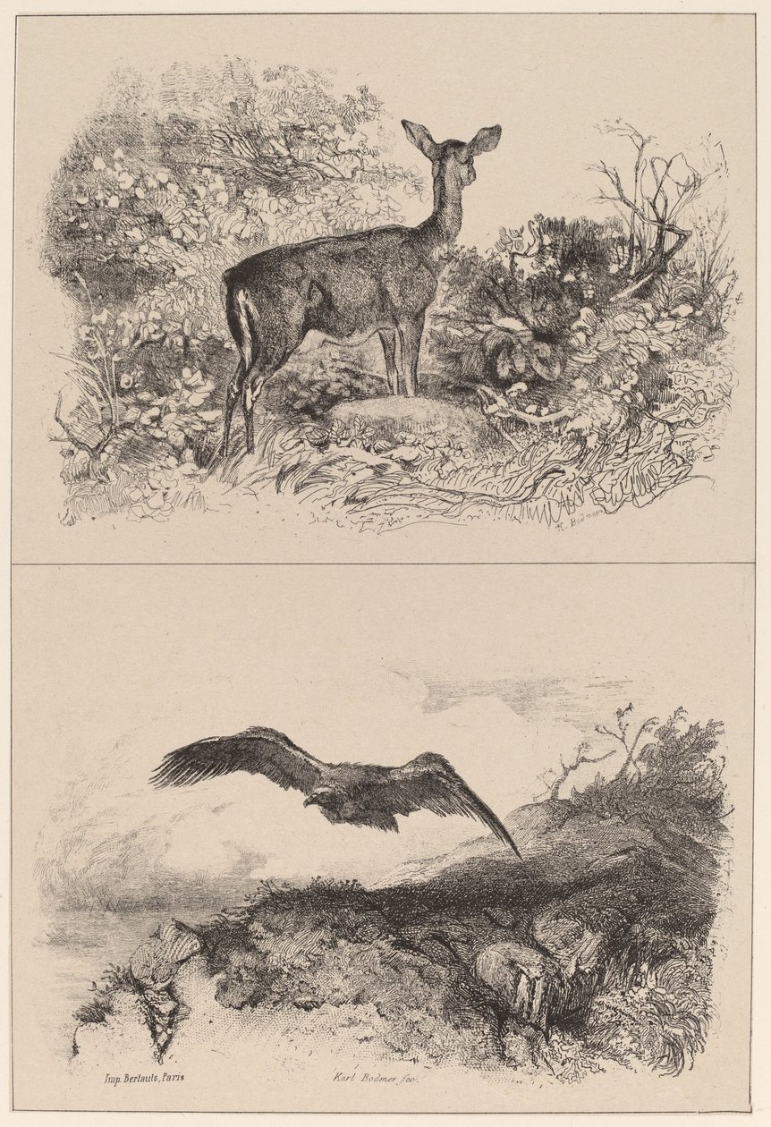 Doe, orel od Karl Bodmer