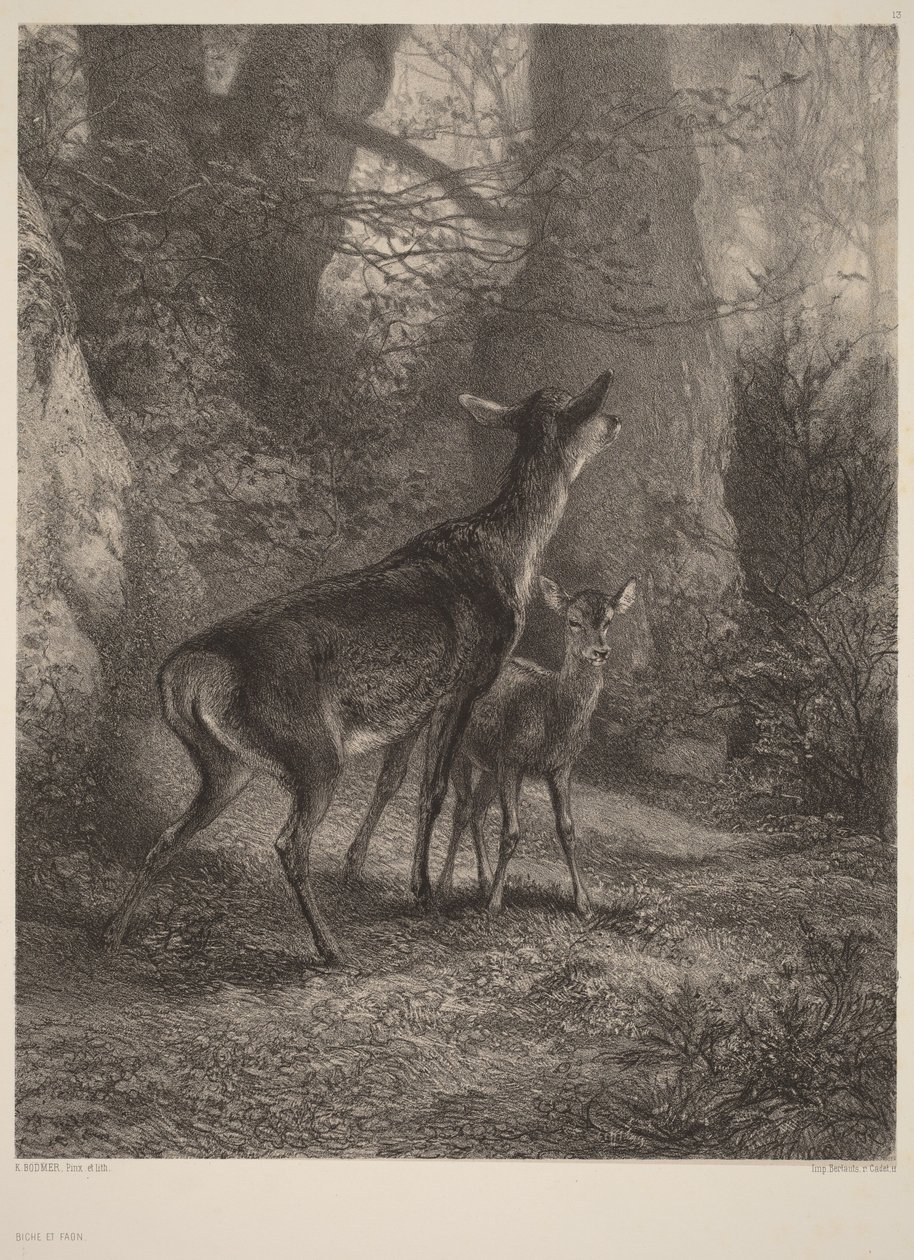 Lanička a koloušek od Karl Bodmer
