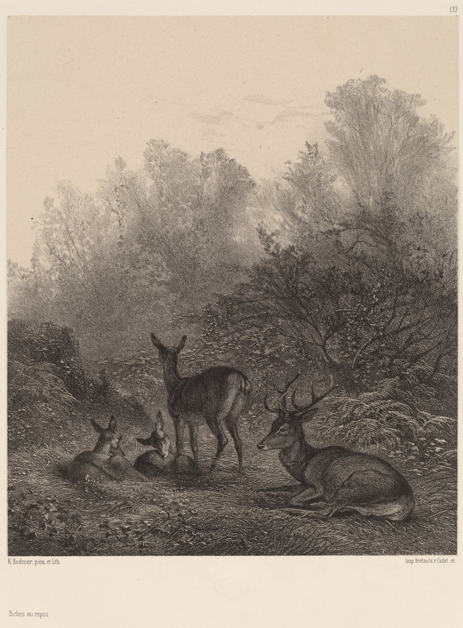 Hinds v klidu. od Karl Bodmer