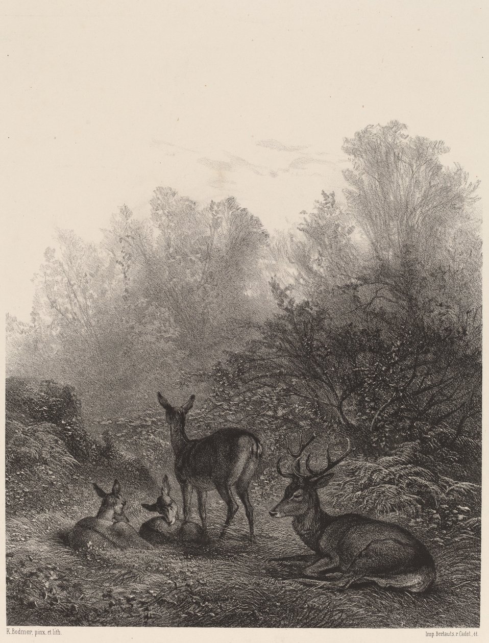 Jelen odpočívá od Karl Bodmer