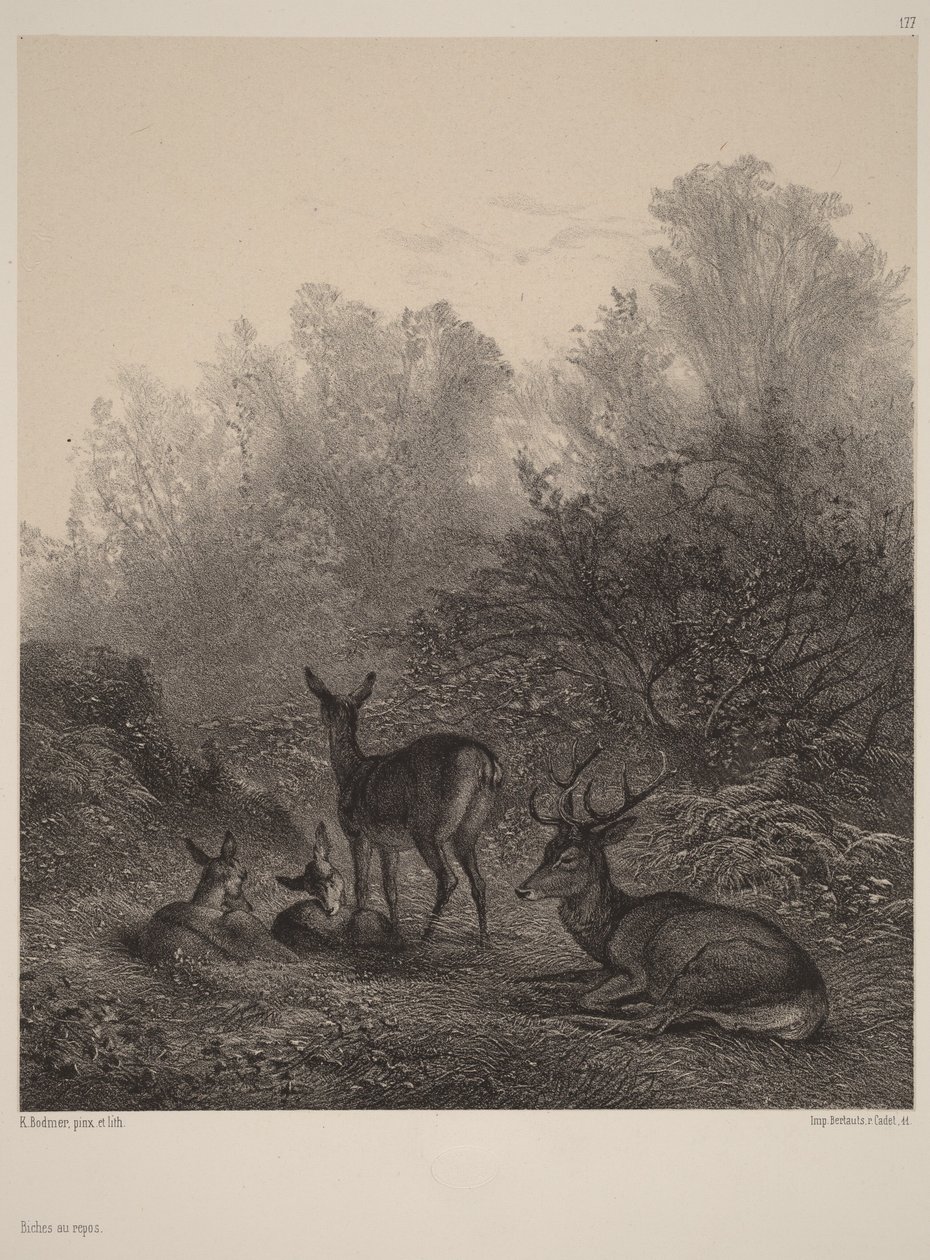 Odpočívající laně od Karl Bodmer
