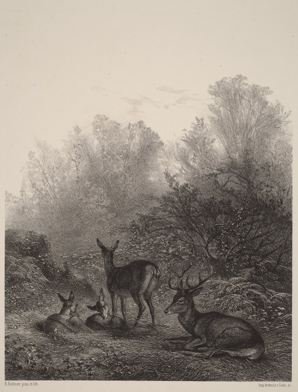 Odpočívající laně od Karl Bodmer