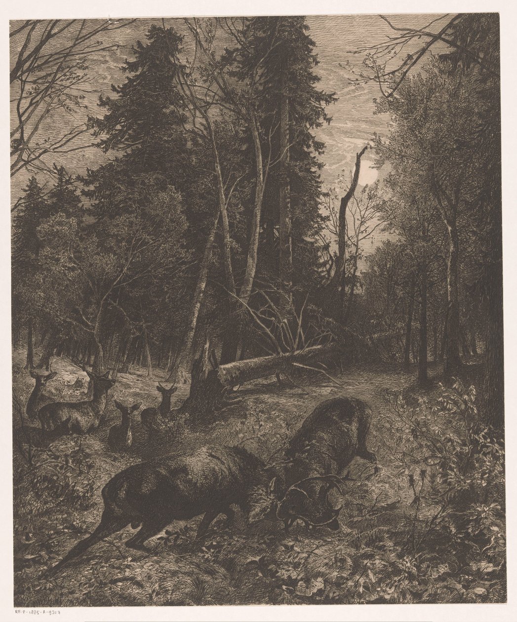 Pohled na les se dvěma bojujícími jeleny od Karl Bodmer