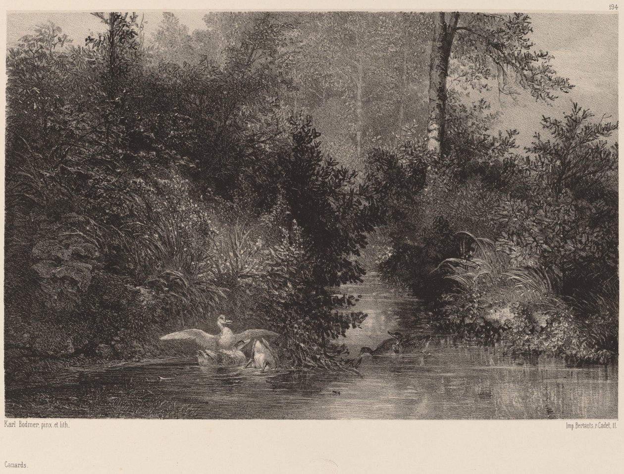 Kachny od Karl Bodmer