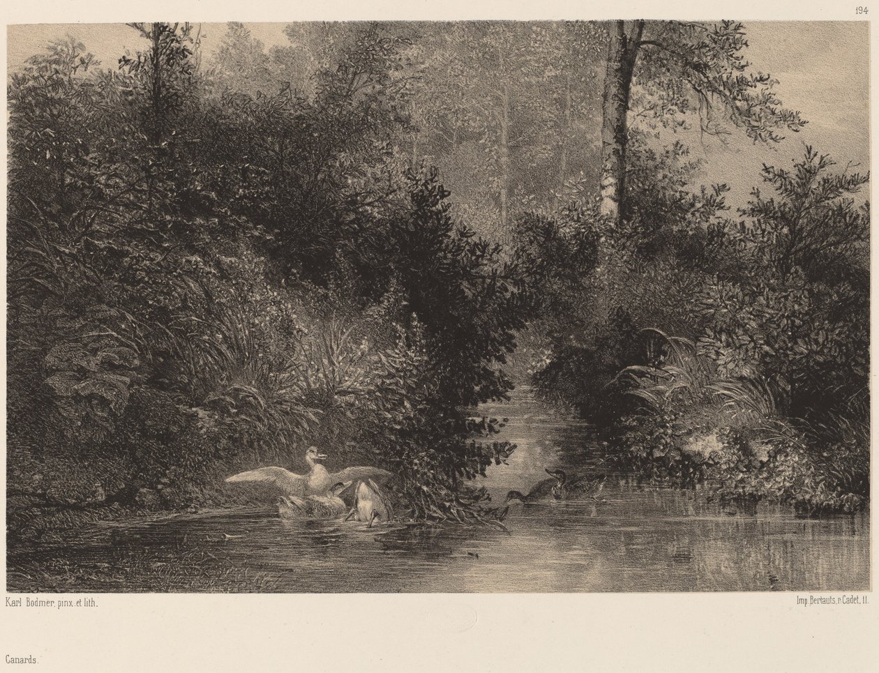Kachny od Karl Bodmer