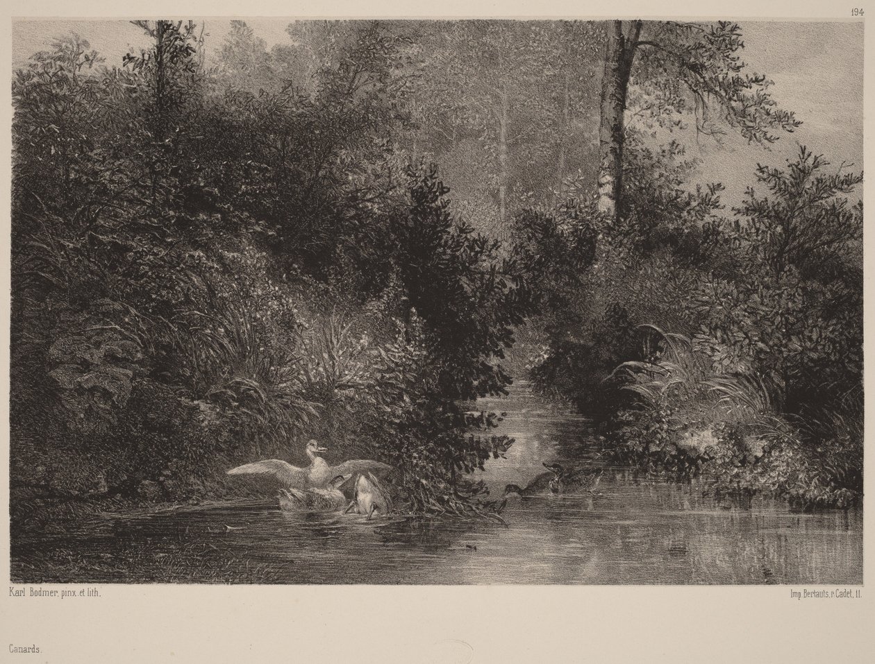 Kachny od Karl Bodmer