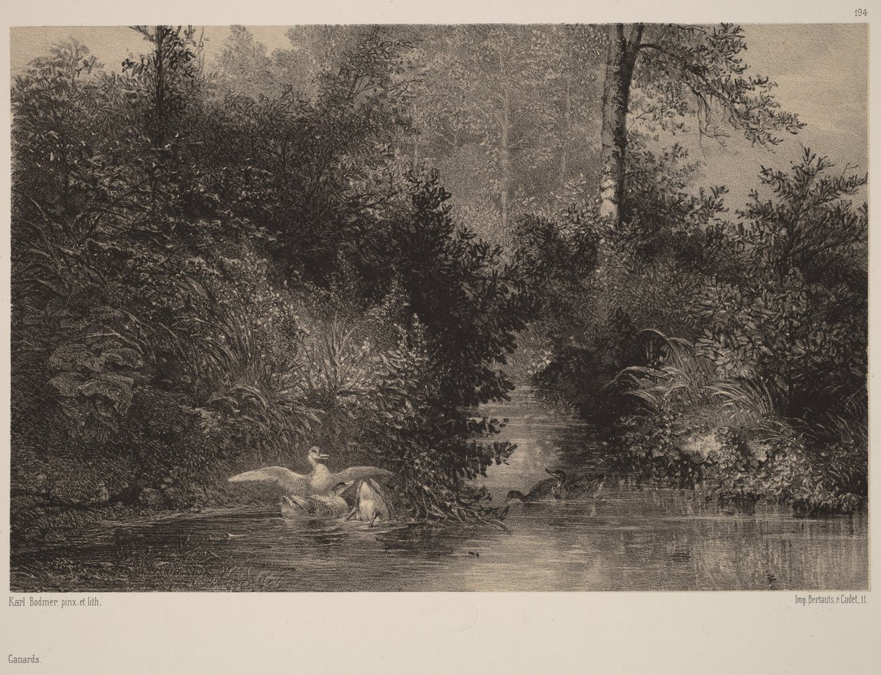 Kachny od Karl Bodmer