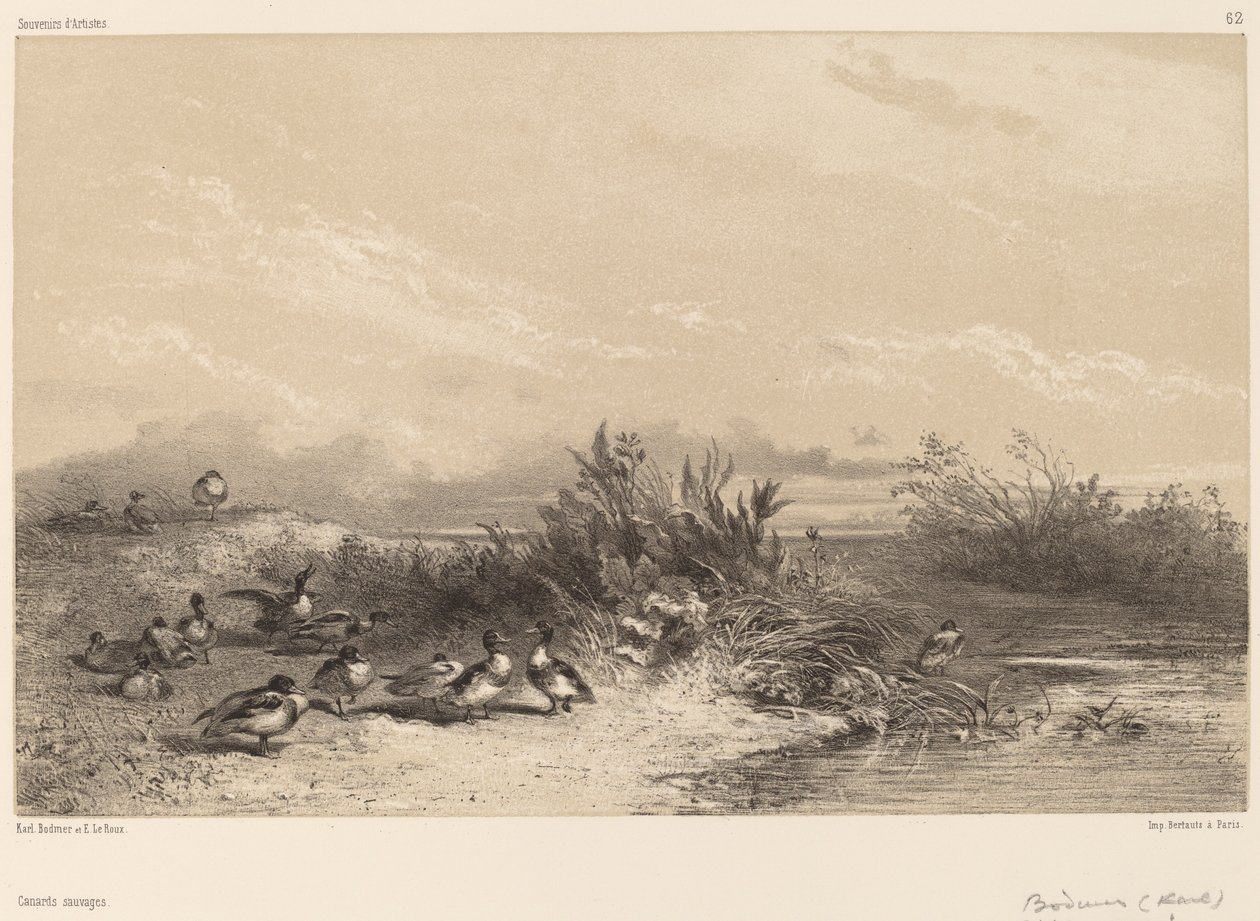 Divoké kachny od Karl Bodmer