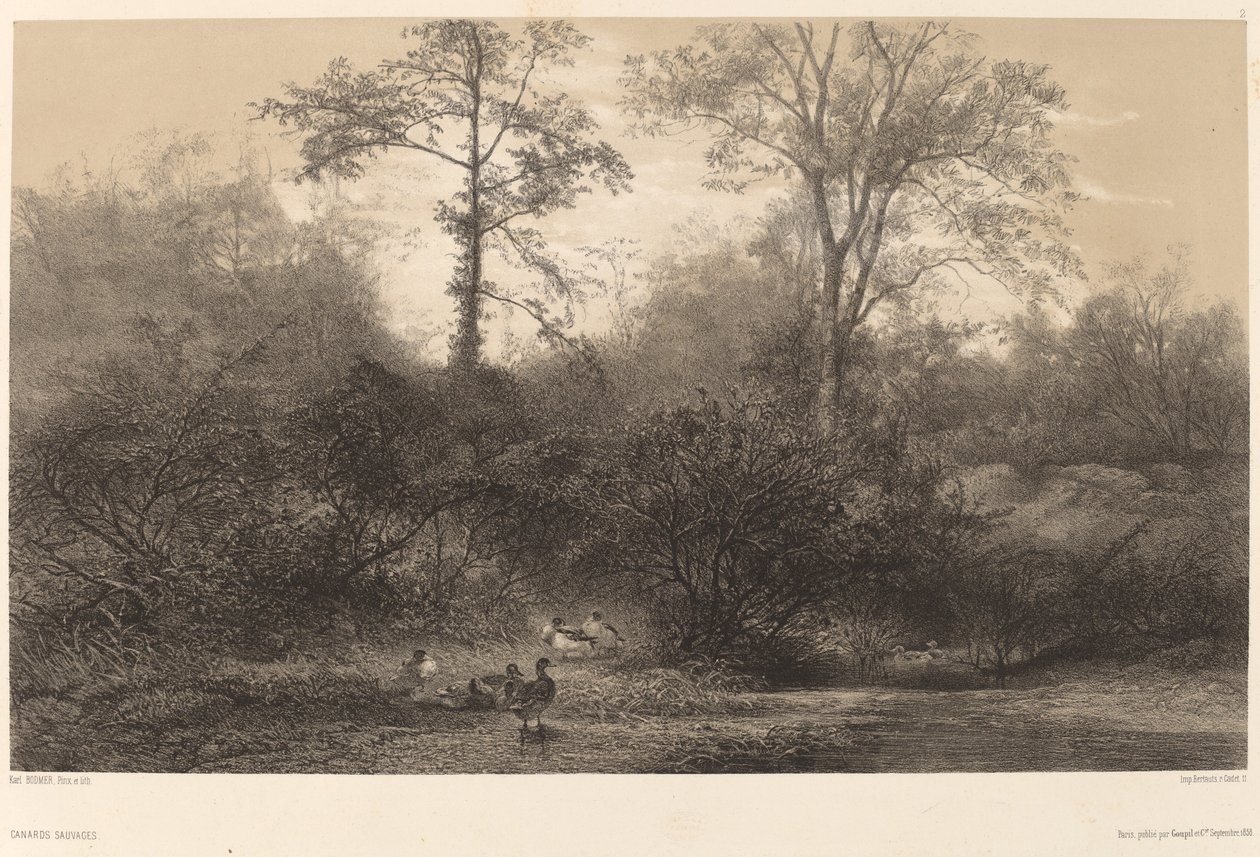 Divoké kachny od Karl Bodmer