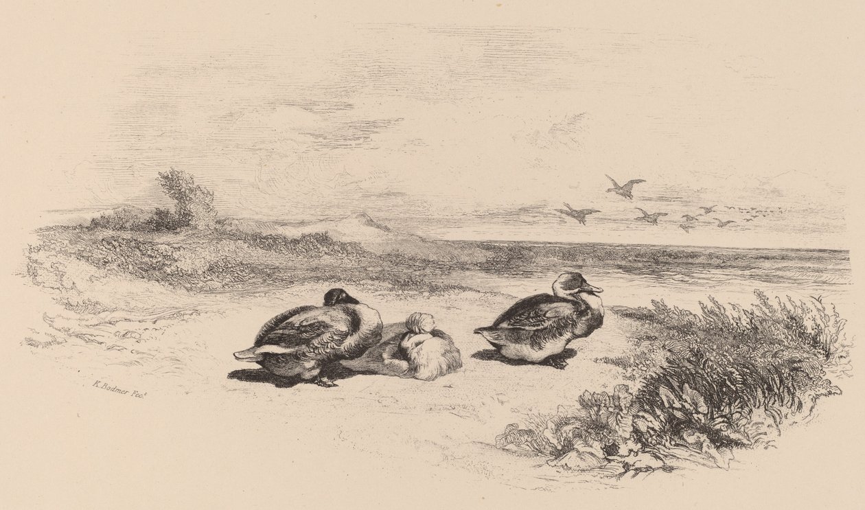 Divoké kachny od Karl Bodmer