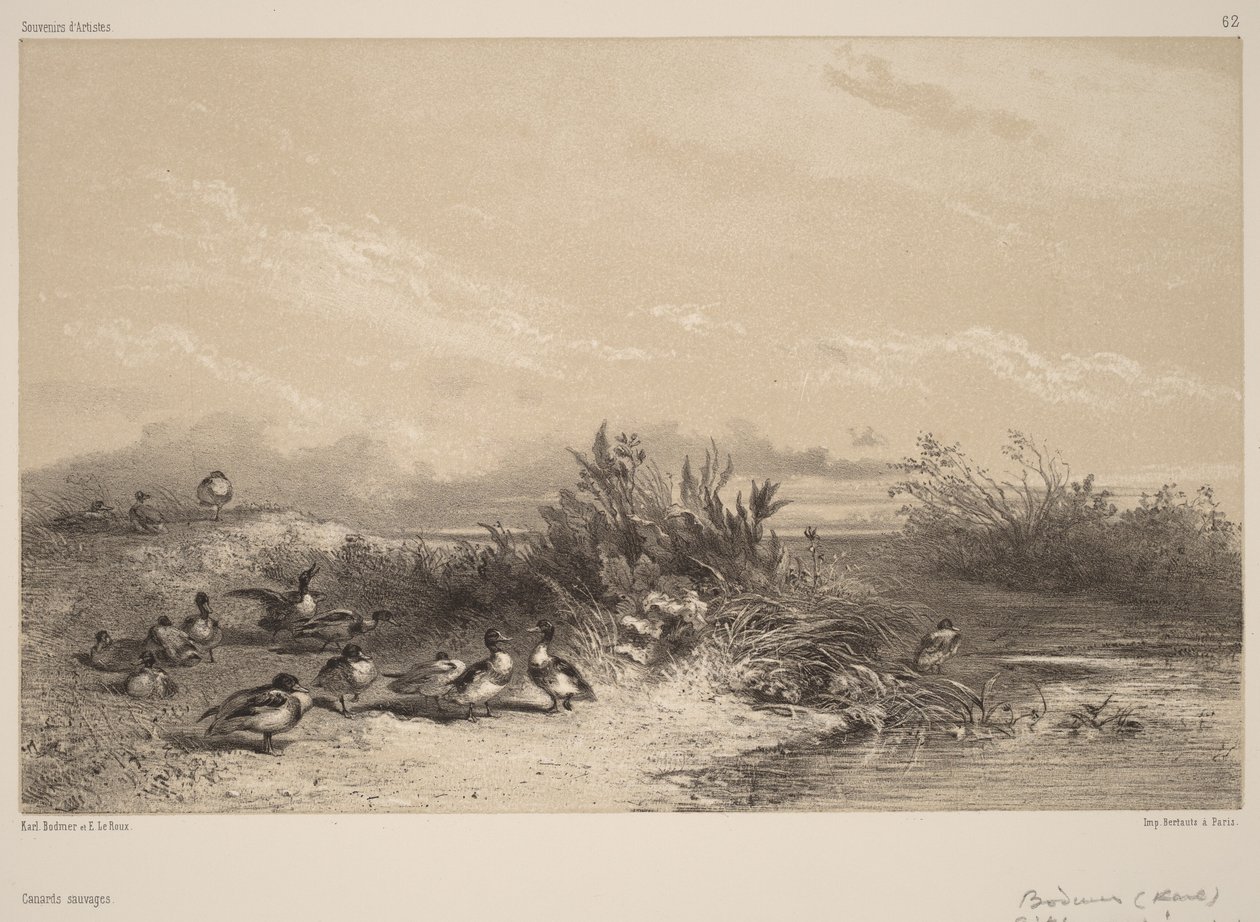 Divoké kachny od Karl Bodmer