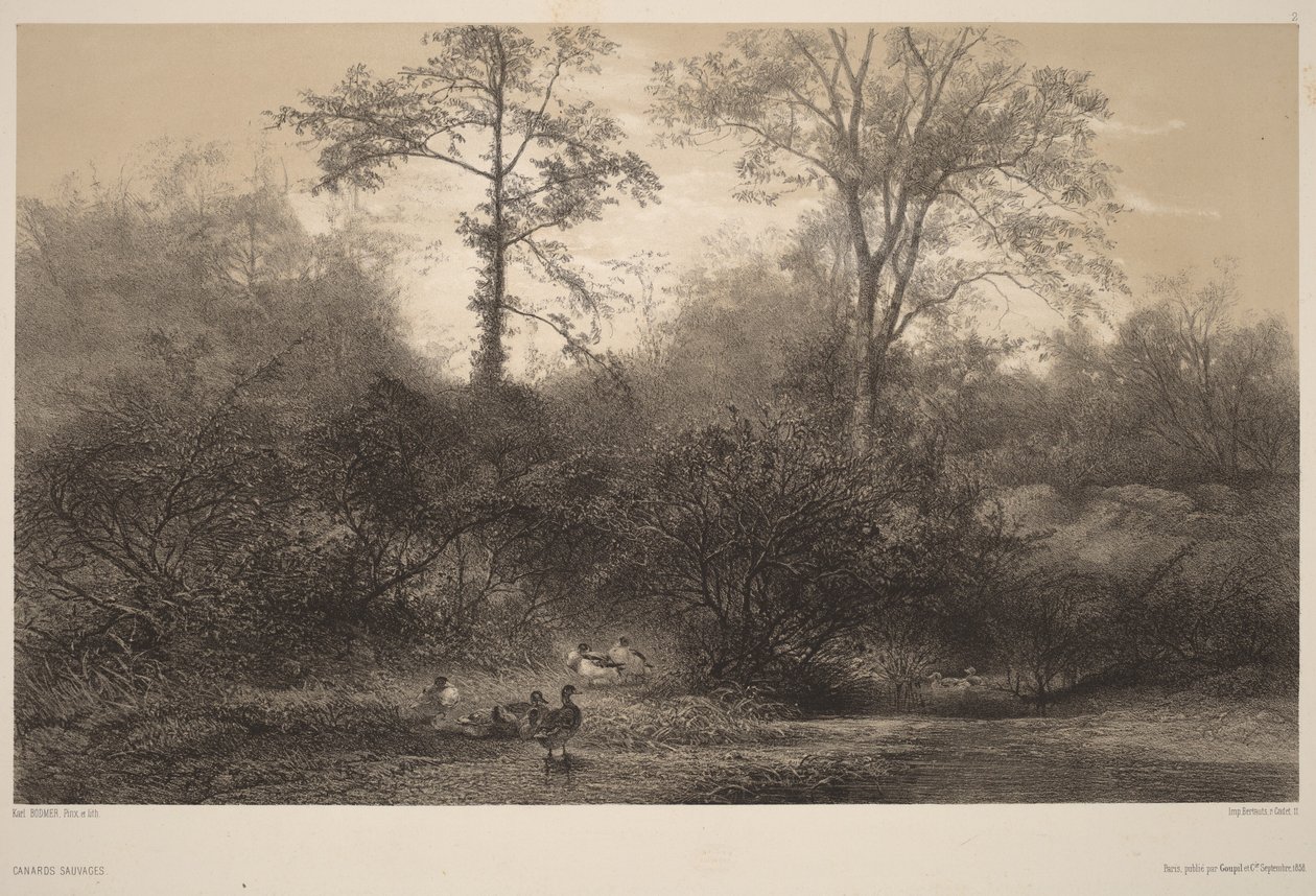 Divoké kachny od Karl Bodmer