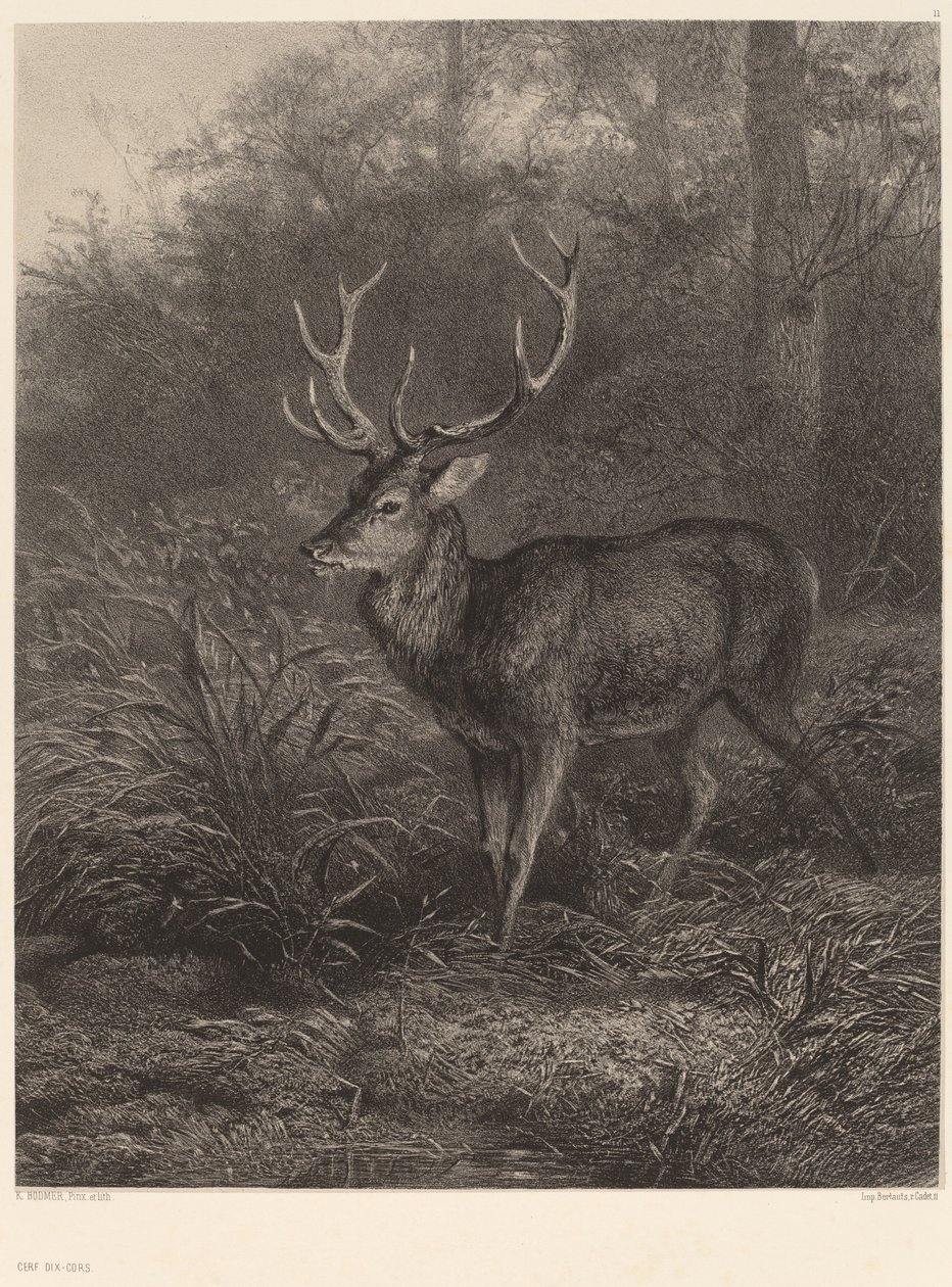 Cerf Dix-Cors od Karl Bodmer