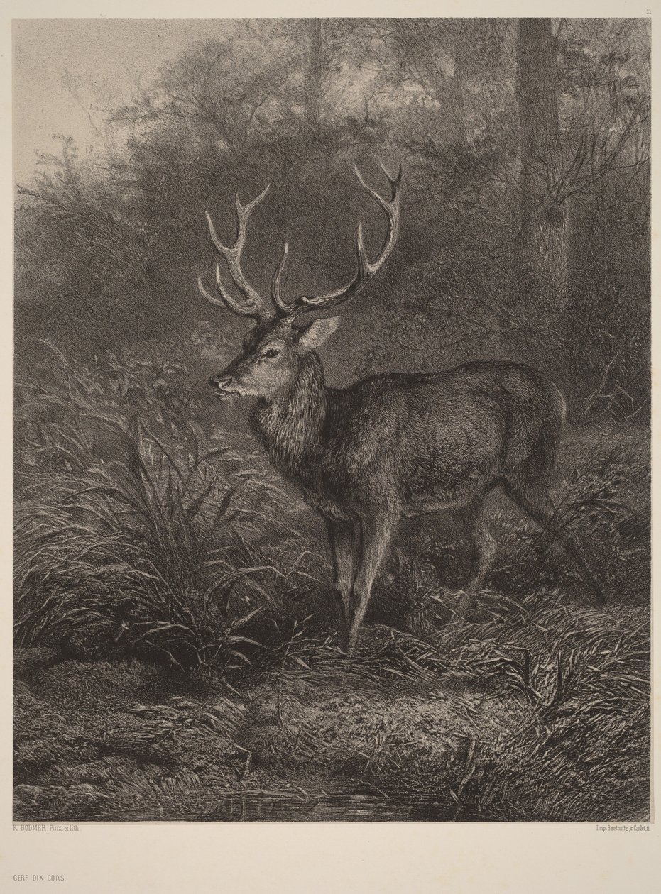 Jelen desaterohý od Karl Bodmer