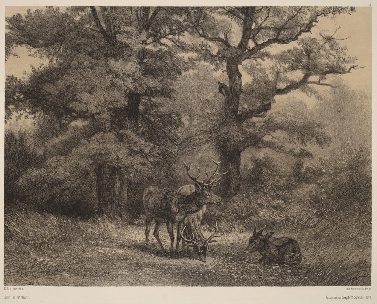 Pasoucí se jeleni od Karl Bodmer
