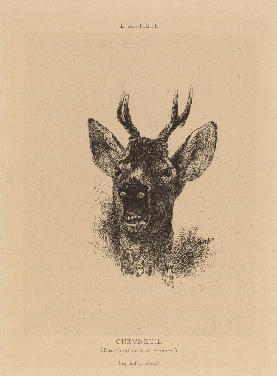 Jelen od Karl Bodmer