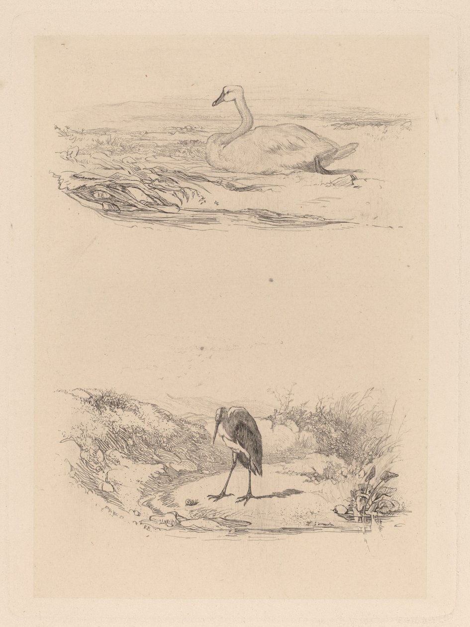 labuť, volavka od Karl Bodmer