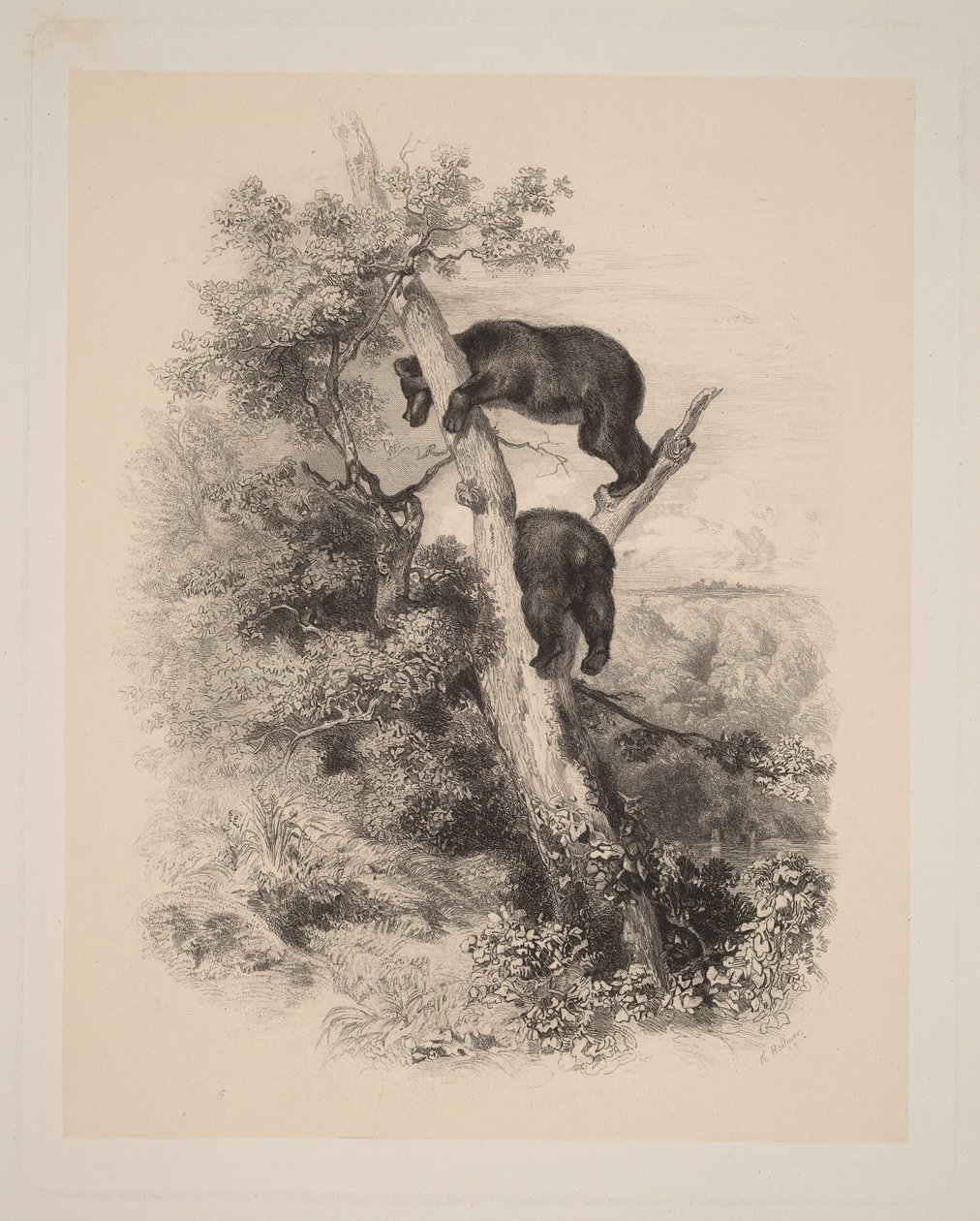 Dva medvědi od Karl Bodmer