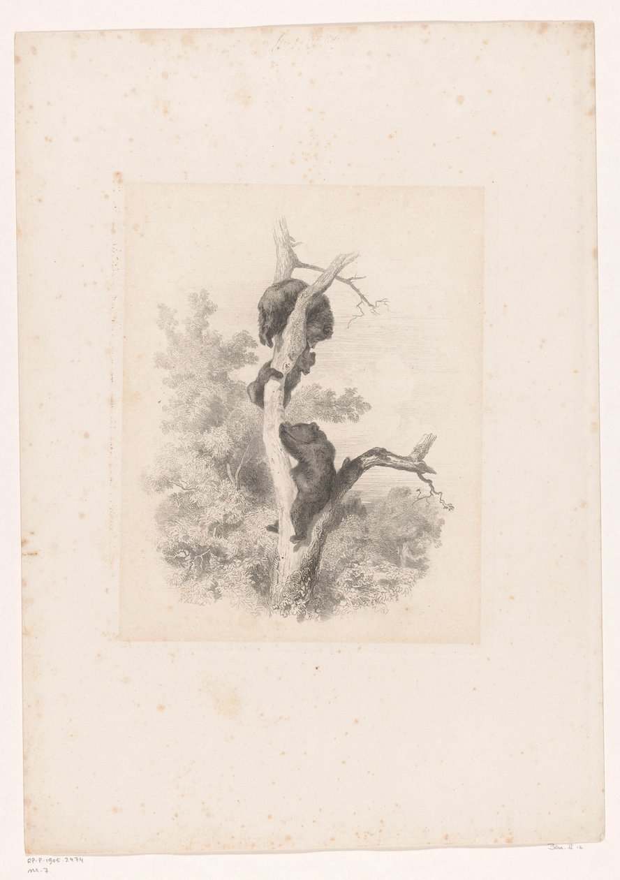 Tři medvědi na stromě Krajiny se zvířaty (název série) od Karl Bodmer