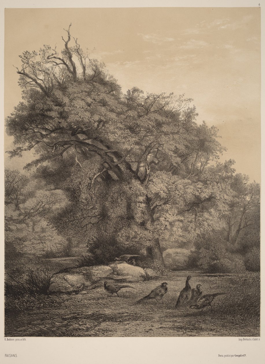 Bažanti od Karl Bodmer
