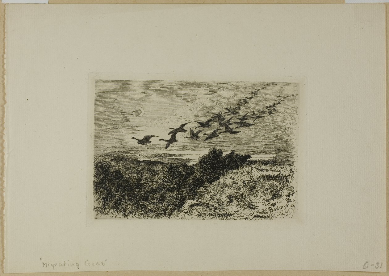 Létající husy od Karl Bodmer