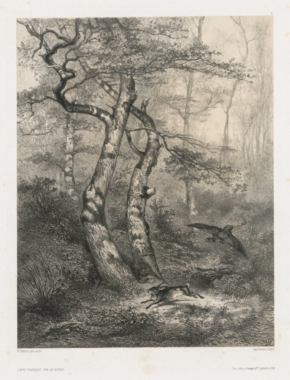 Zajíc pronásledovaný jestřábem od Karl Bodmer